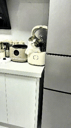 猫咪霸占电饭锅当专属窝，主人做饭崩溃了！
 
谁能想到，一只小猫咪的执念能这么离