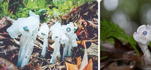 机器狗闯哀牢山：从“冥界之花”到科技护林的隐秘答卷