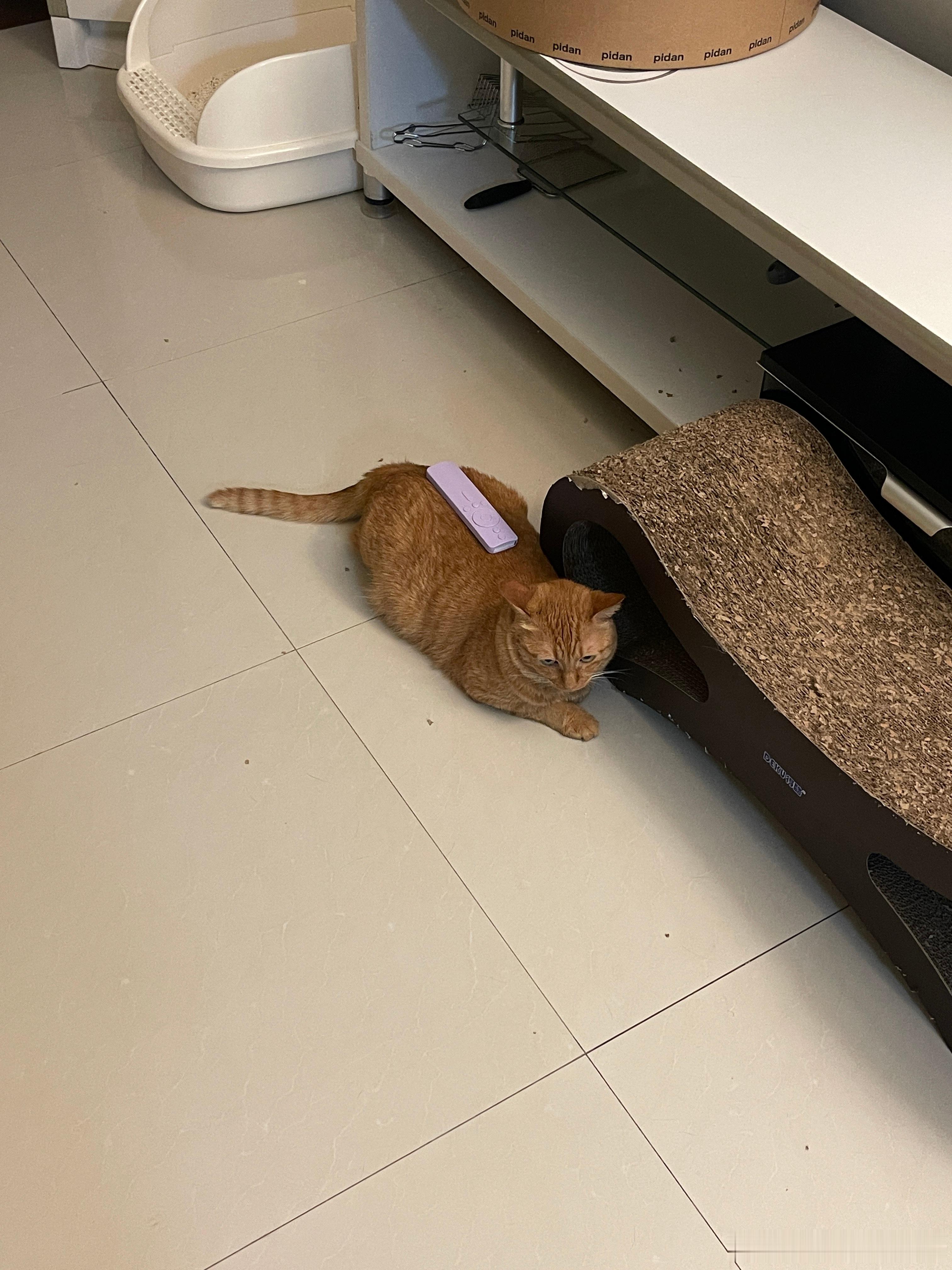 其实妈妈有时候也会欺负小碗猫 但是小碗猫还是乖乖的也不反抗 就任由妈妈欺负 