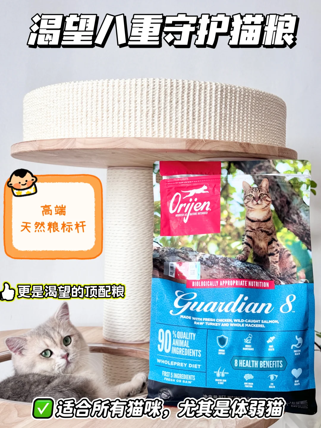 健硕猪咪到底怎么养？这篇干货请查收