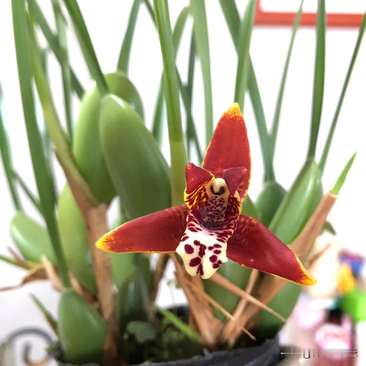 怎样养壮兰花
绝大多数花友的兰花不长花苞，主要原因就是苗太弱了，孕育不出花苞来。