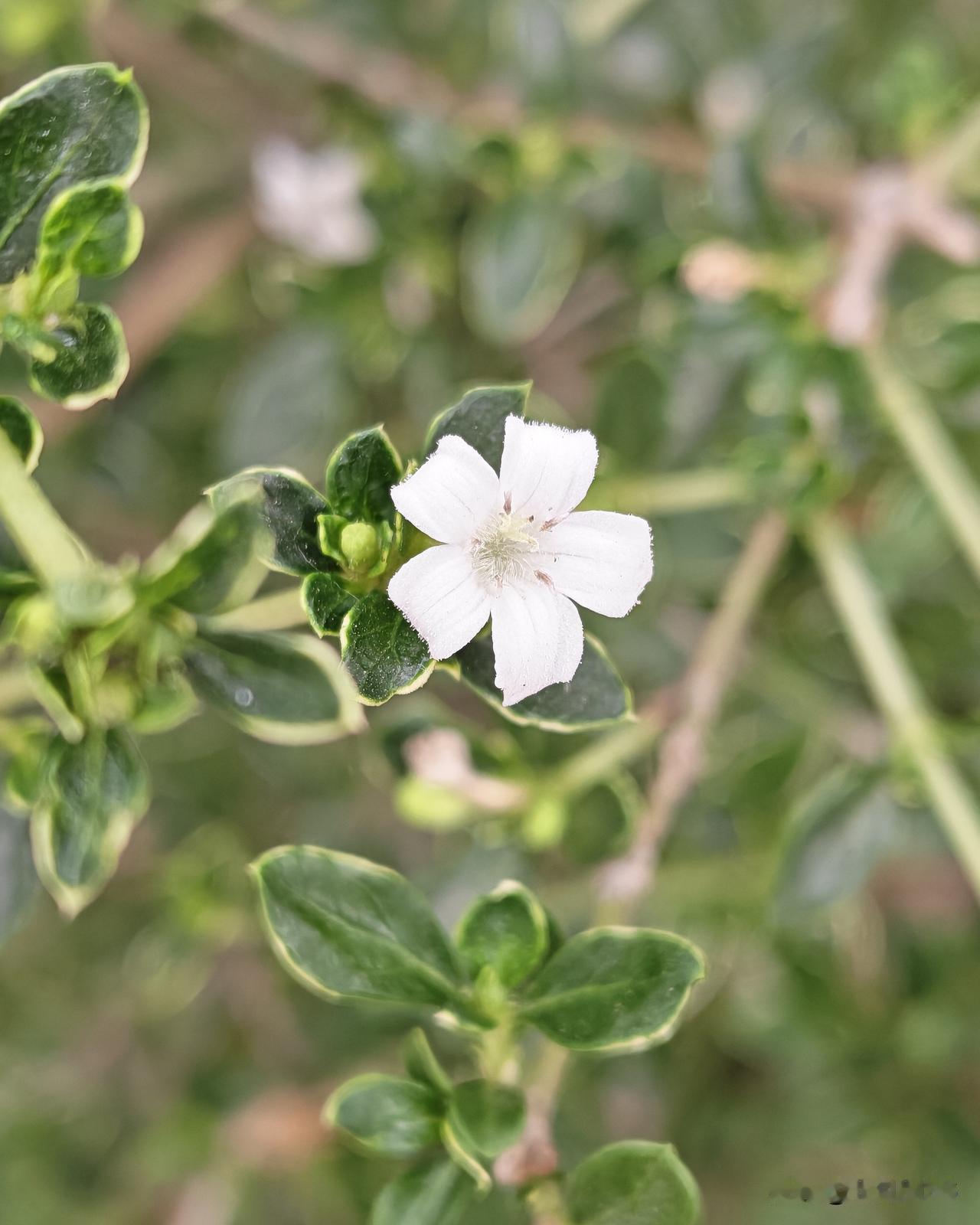 金边六月雪（学名：Serissa japonica 'Variegata'），它