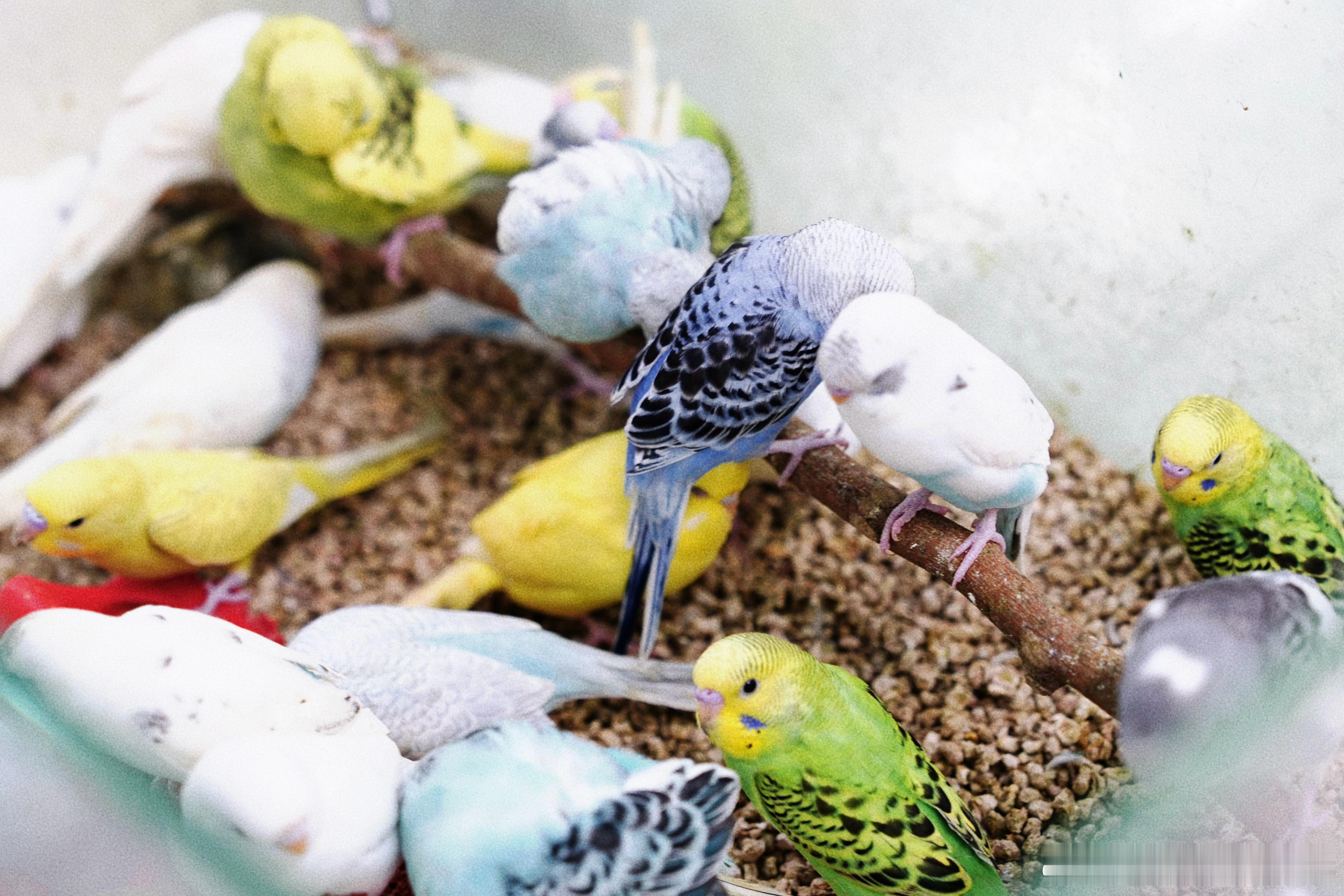 🦜 