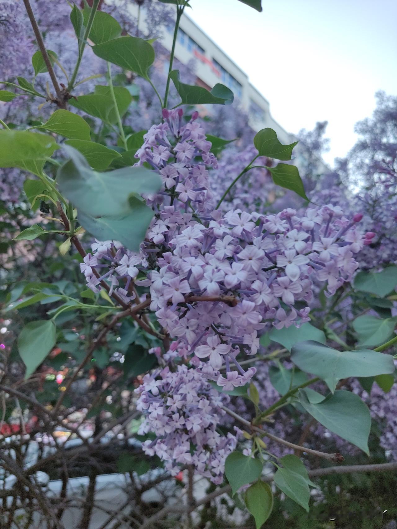 连续两天，我叮铃咚隆叮铃咚隆要求跟麻团儿视频，都如泥牛入海，没有消息。
今天我又