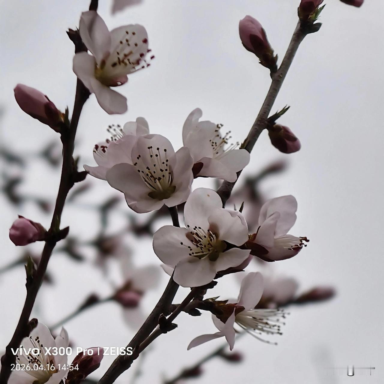 离我家不远的地方，有一片树林，我也不知道是什么树，开的花有粉的，有白的。
朋友们
