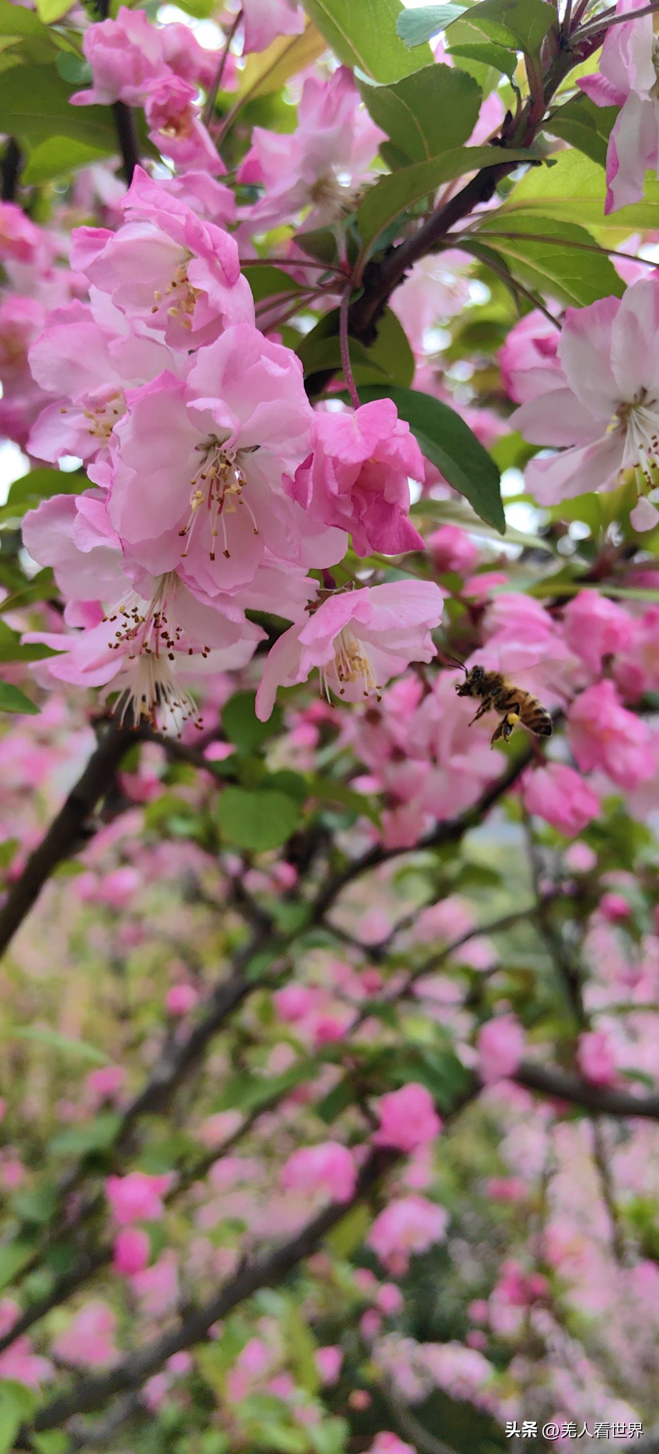 三月
阳光漫过街巷
轻拂村庄
吻醒沉睡的枝桠
花苞微微颔首
嫩芽悄悄舒展
时光不