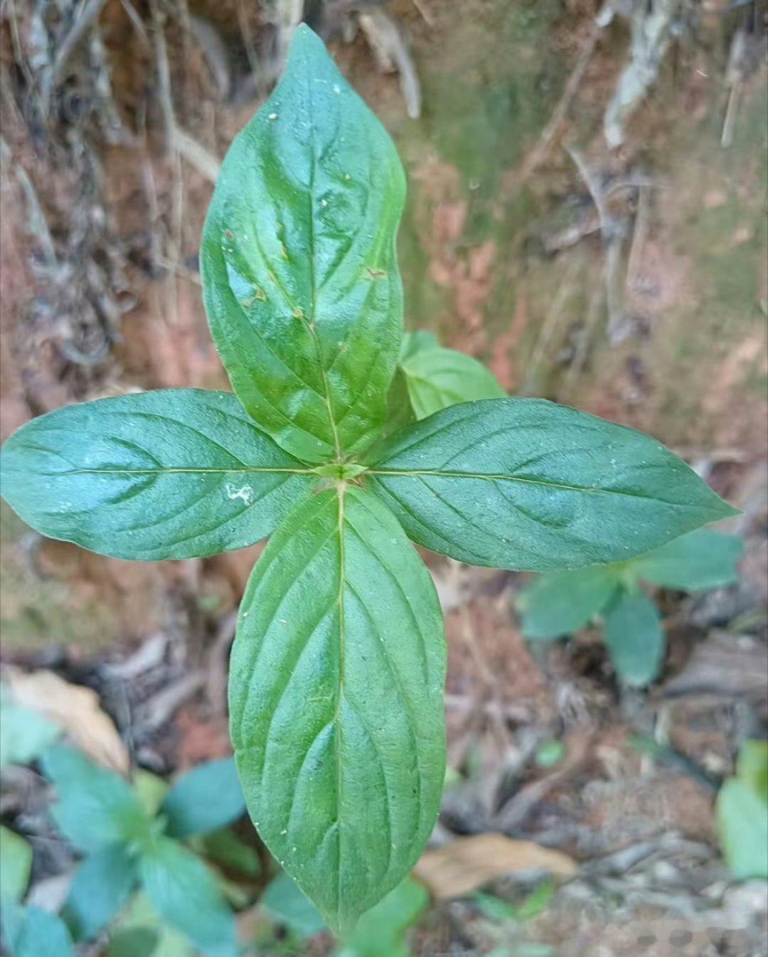 危险了！这些草危险了！这些草长成侵权的样子了！LV胜诉茉莉奶白无差起诉1691起