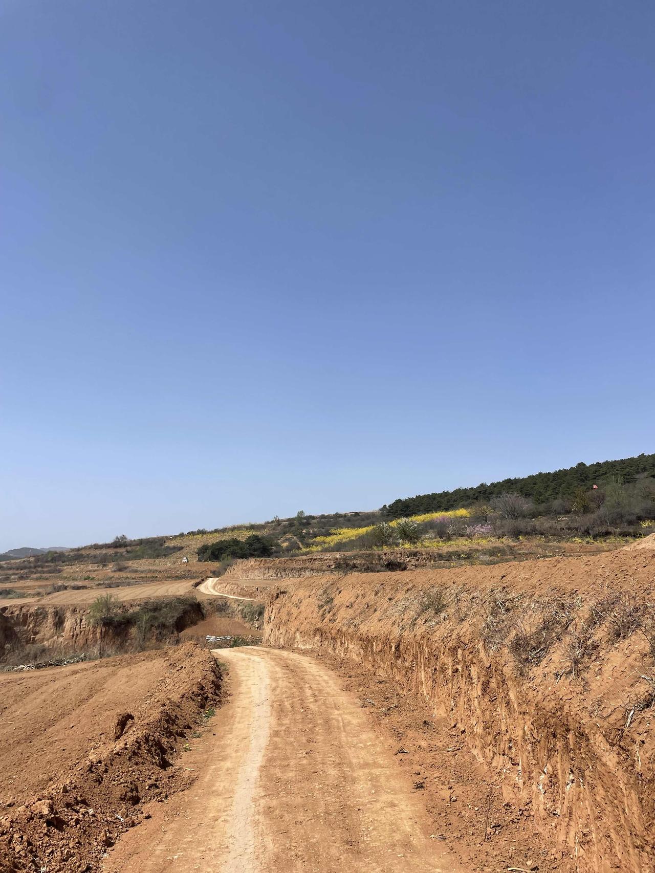 清明回老家给祖先上坟。

上了个坡，见黄土的春意乍浓。连翘花的黄，桃花的粉，杏花