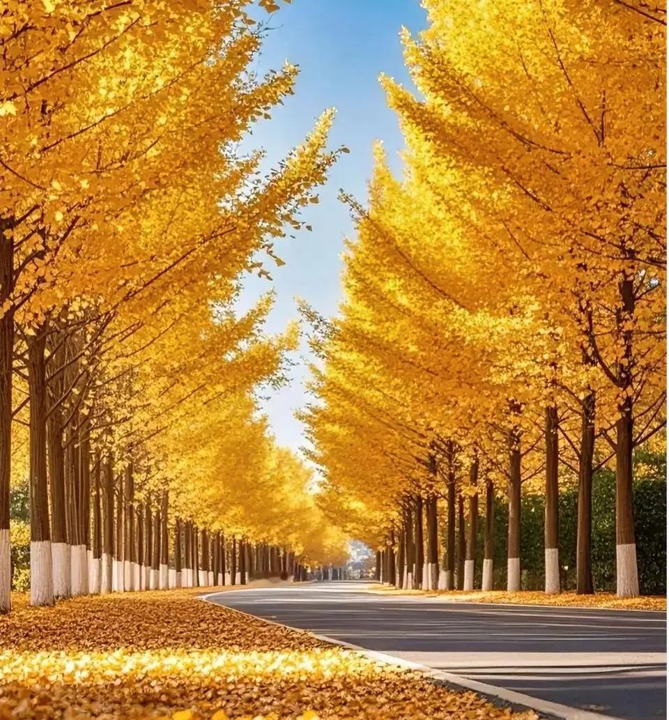 昨日重阳，写了一首小诗。为了完成每天作业，也是节日应景，并不是有感而写，所以自我