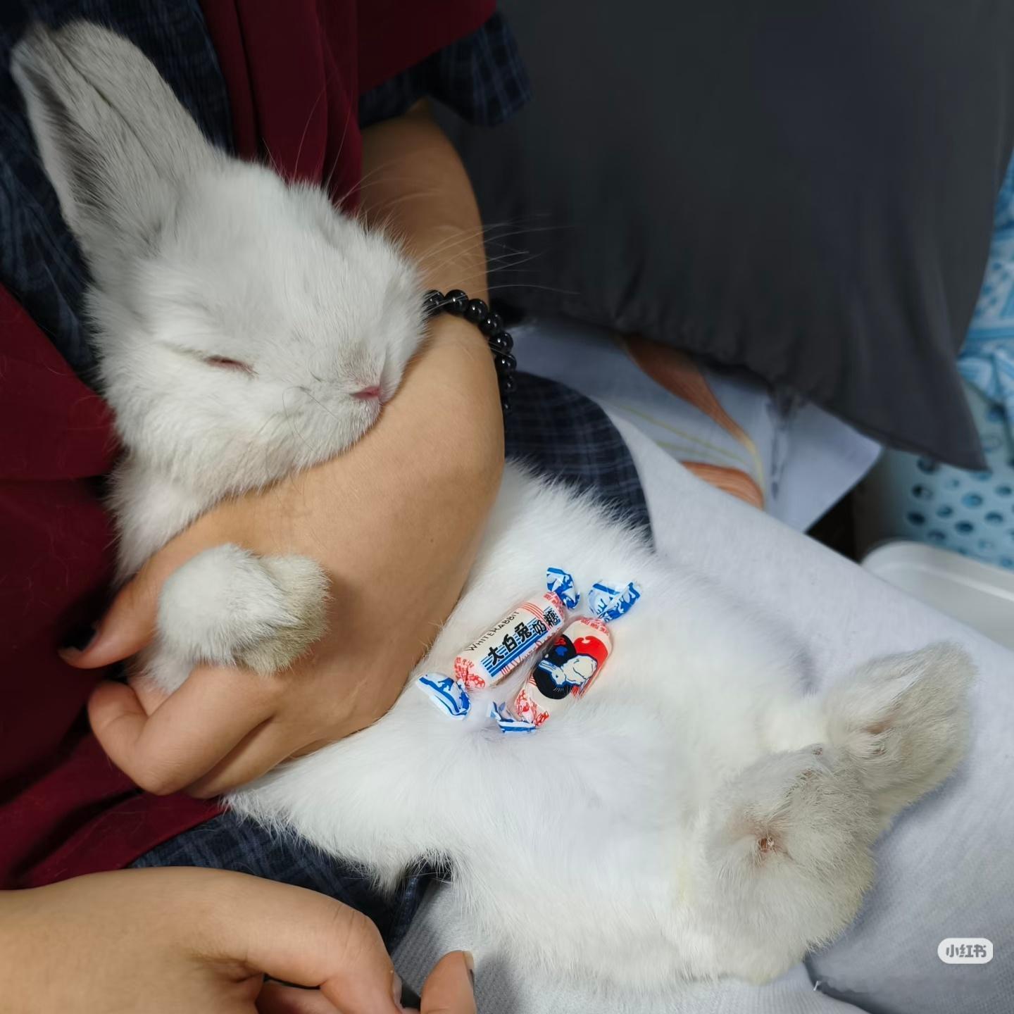 增加首页兔含量。 