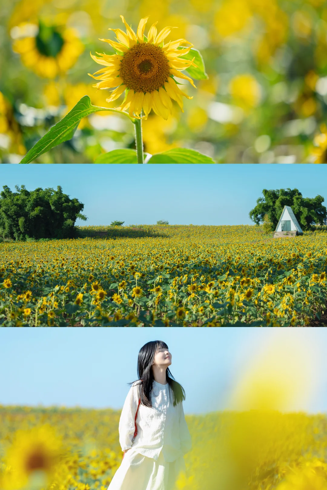 9.24实拍🌻成都向日葵花海已开爆，太好拍了~