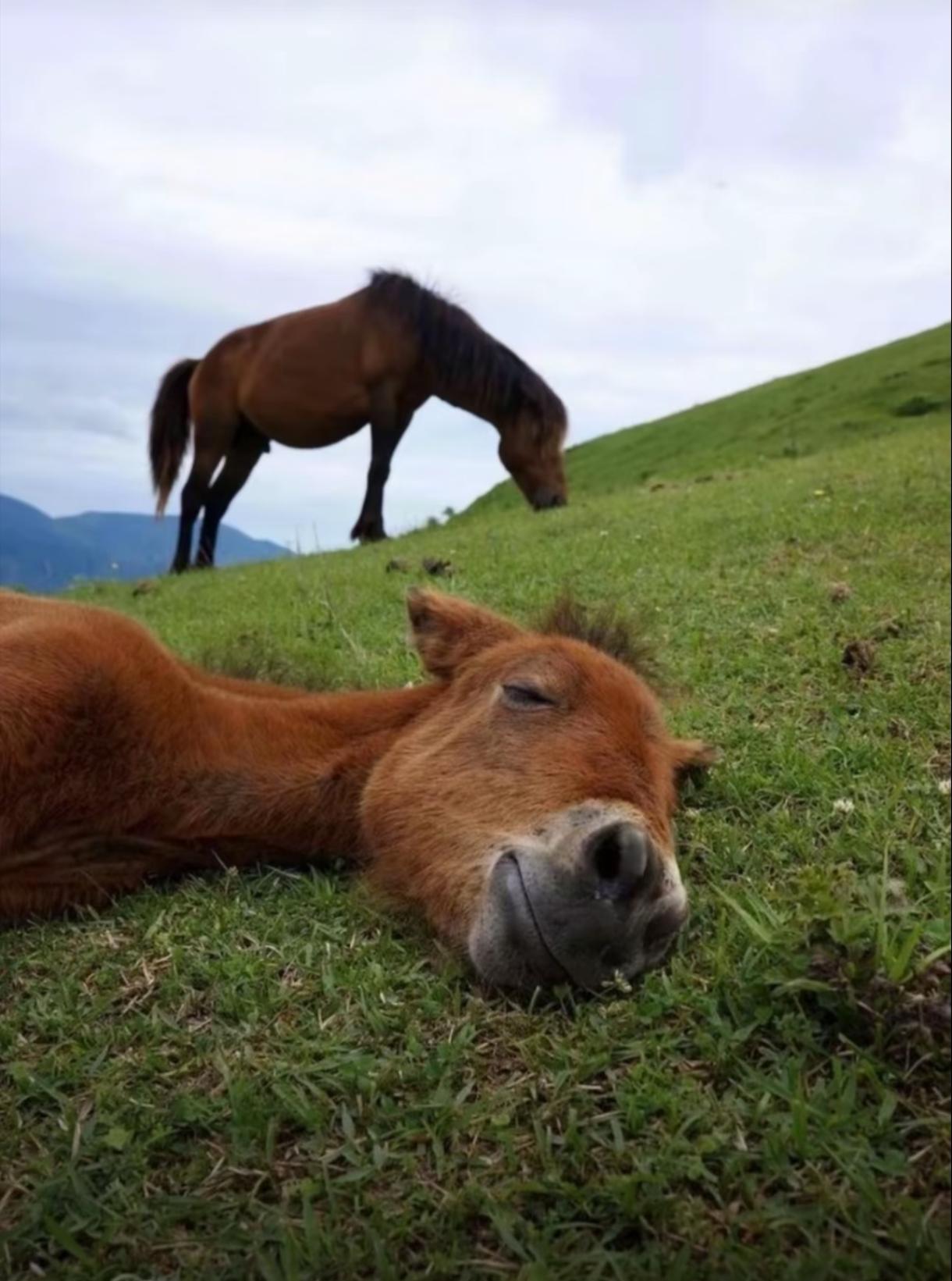 草这玩意儿，在人类眼里就是“刮油”的代名词，除了水和纤维素，好像啥营养都没有。你