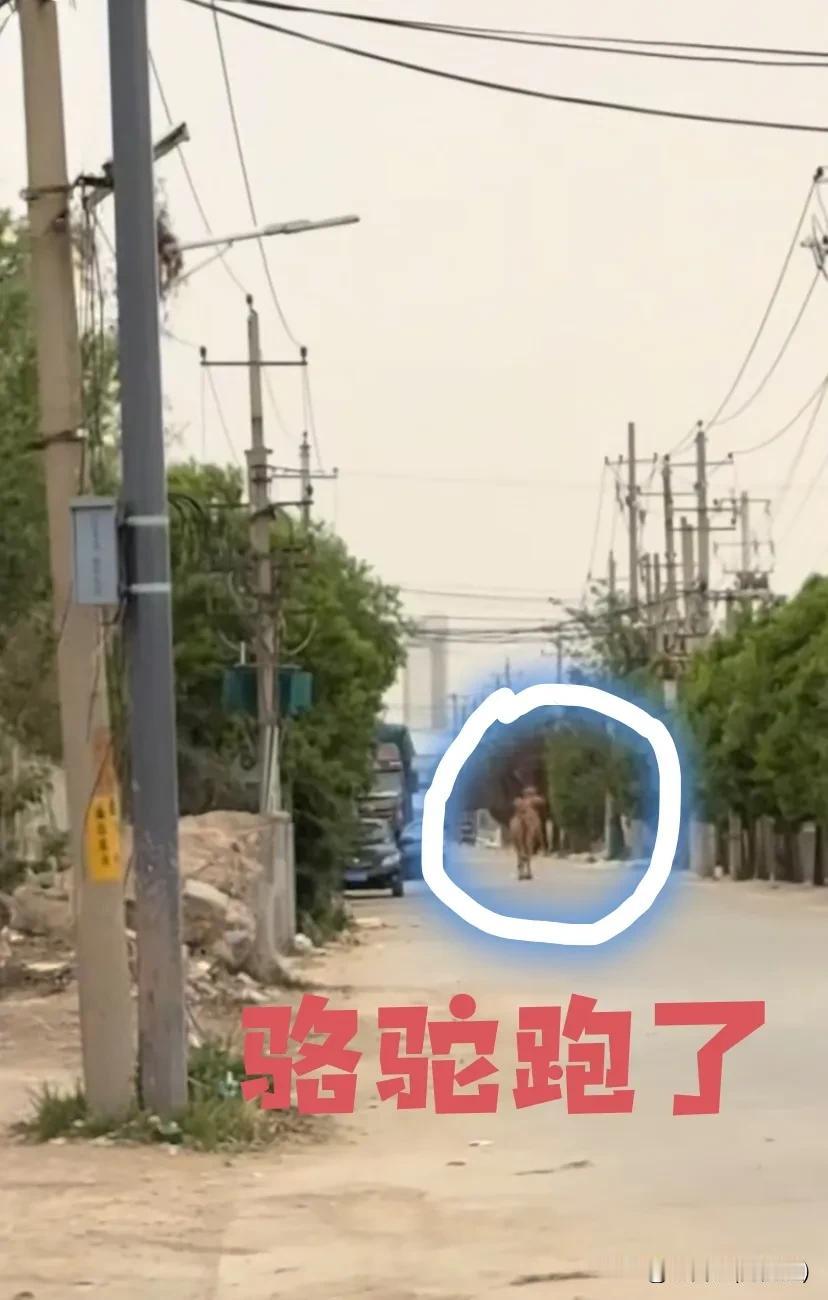 西安三桥车坛老王近期举办了粉丝见面会，为粉丝准备了烤全羊、骆驼、烩菜等诸多美食。