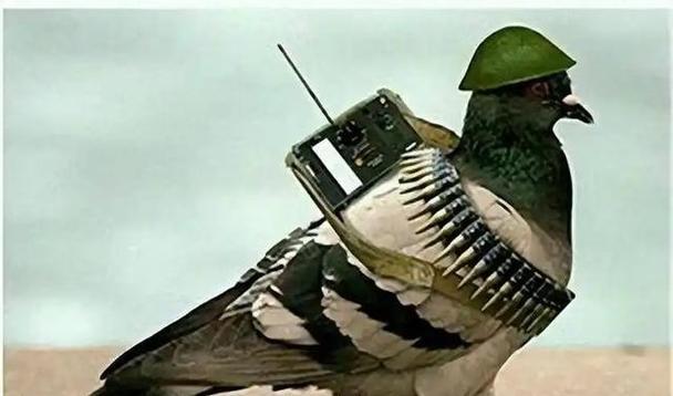 罗布泊一次核试验中，我国放飞50只军鸽，结果只回来45只。科研人员不知道的是，没