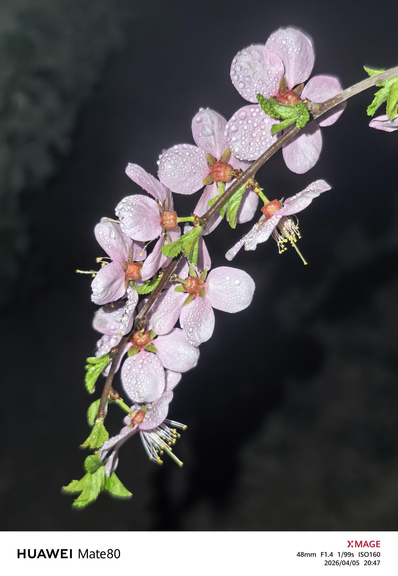 分享一下你随手拍下的照片夜来香