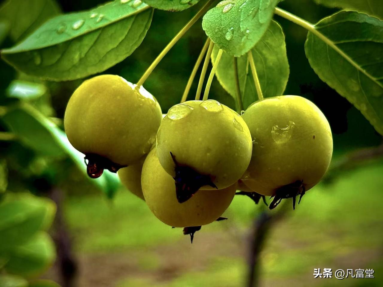 雨中的海棠果
            （原创）
夏天的雨，有时也很温柔
缠缠绵绵
