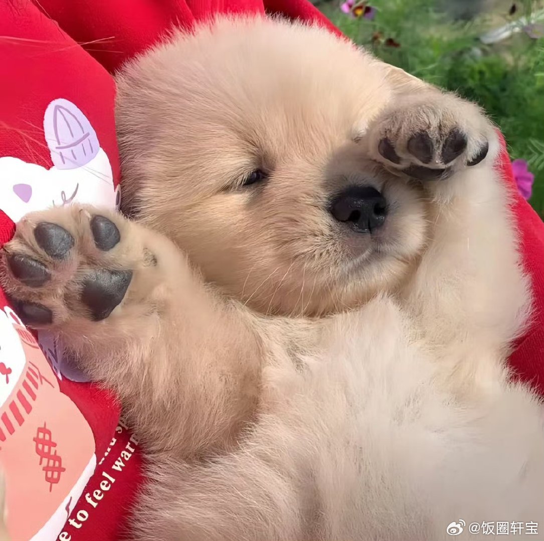 看九门想养狗的欲望达到了顶峰九门 被小狗的赤诚打动，现在满脑子幻想拥有小狗相伴的