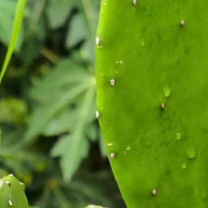 仙人掌的种植方法一、土壤选择选择排水良好、疏松透气的土壤，如沙壤土或添加蛭石、珍