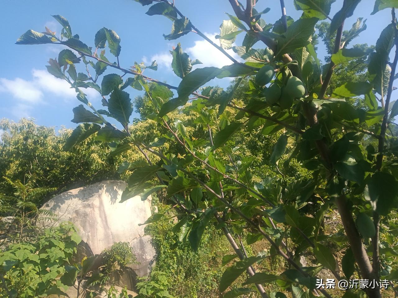 高纪明(山东)
山居
竹溪泉水一杯茶，醉看清风数落花。
但得有诗题石壁，青山不负