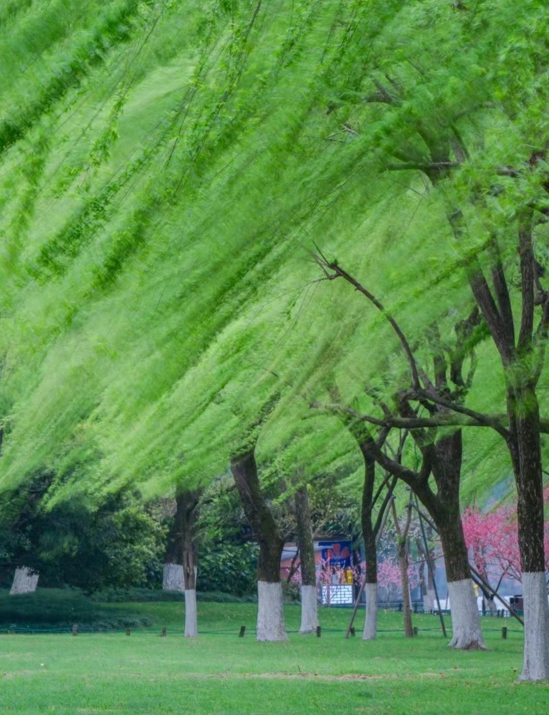 “ 岁岁年年，共占春风 … ” ​​​
美图