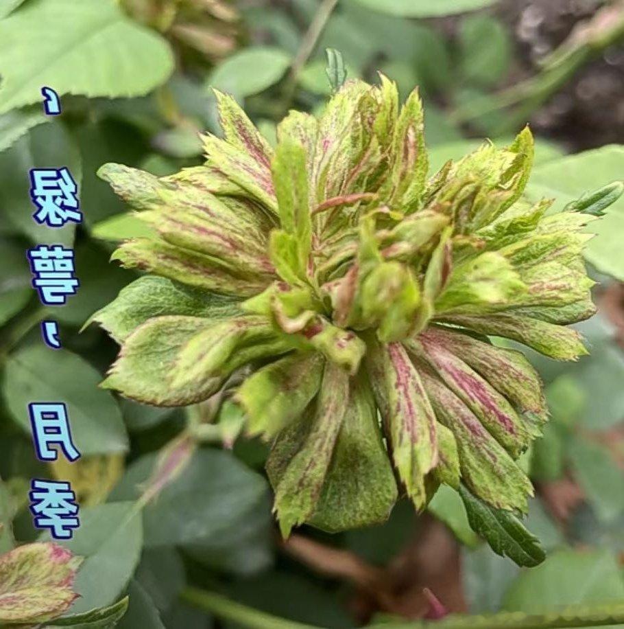 网络是一混淆着是非黑白的天地，浑说是非者，都是是非人。且疯狗多如牛毛，所以，胸中