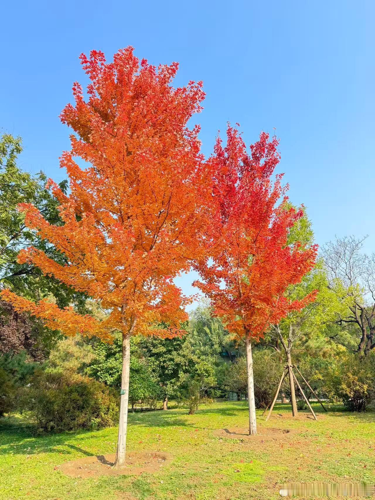 红叶🍁都有些刺眼了[好喜欢] ​​​