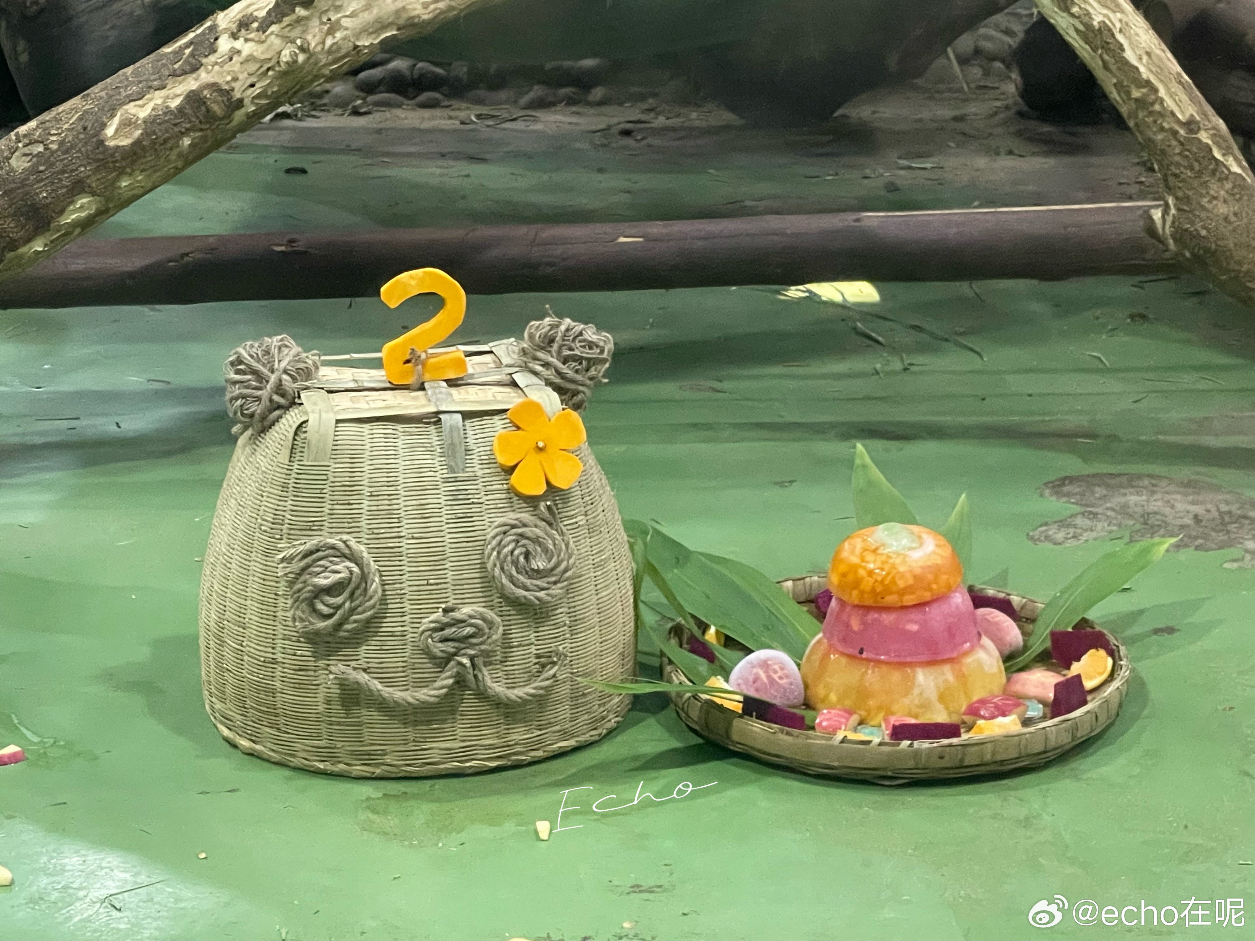 大熊猫福笙  7.23生日蛋糕已备好，奶爸奶妈特地铺了一条苹果碎的路，福笙出门吃