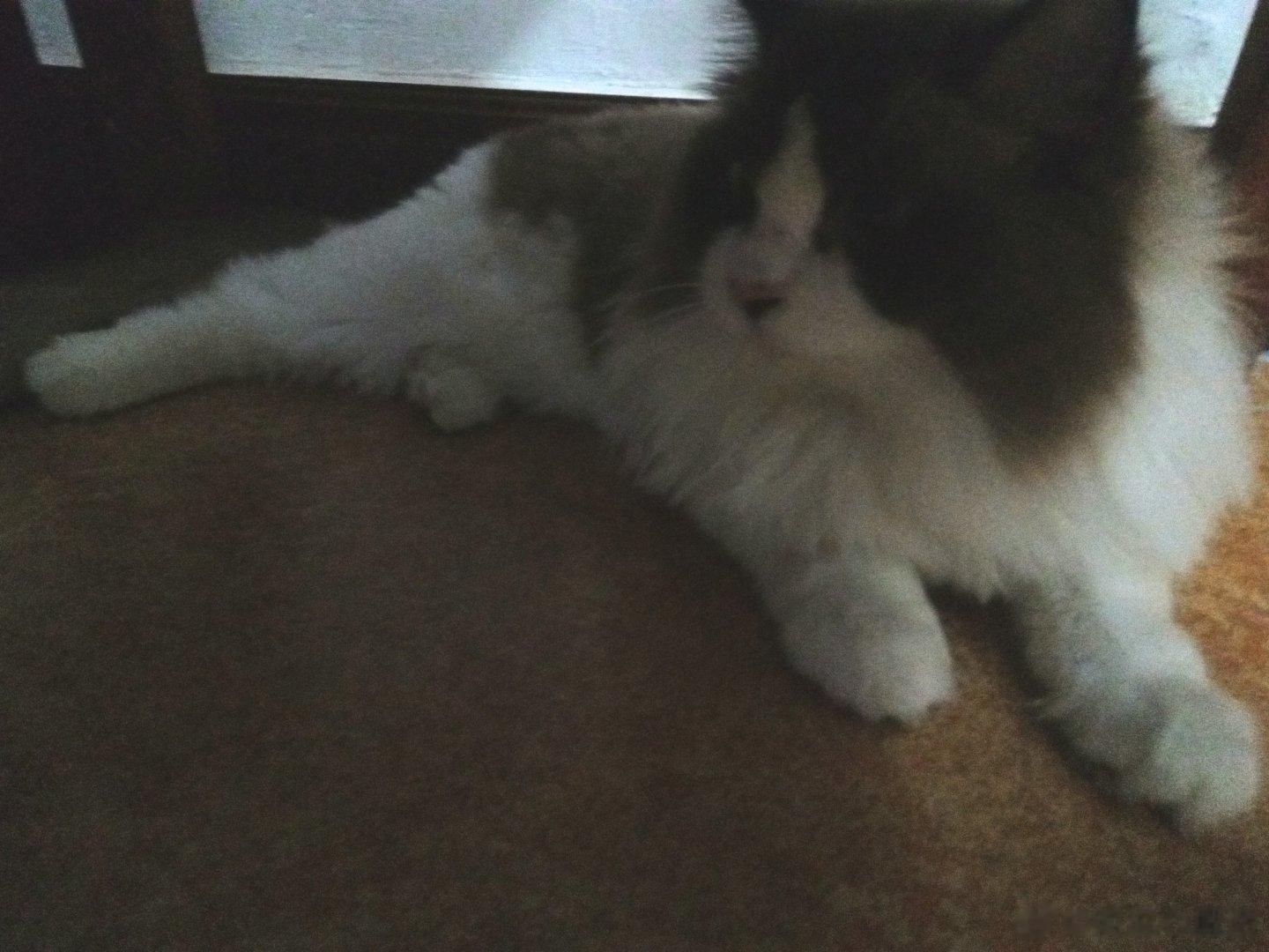 #自我约束##这是我的心里话# 皮之不存，毛将焉附。做人的诚信很重要，言无不行，