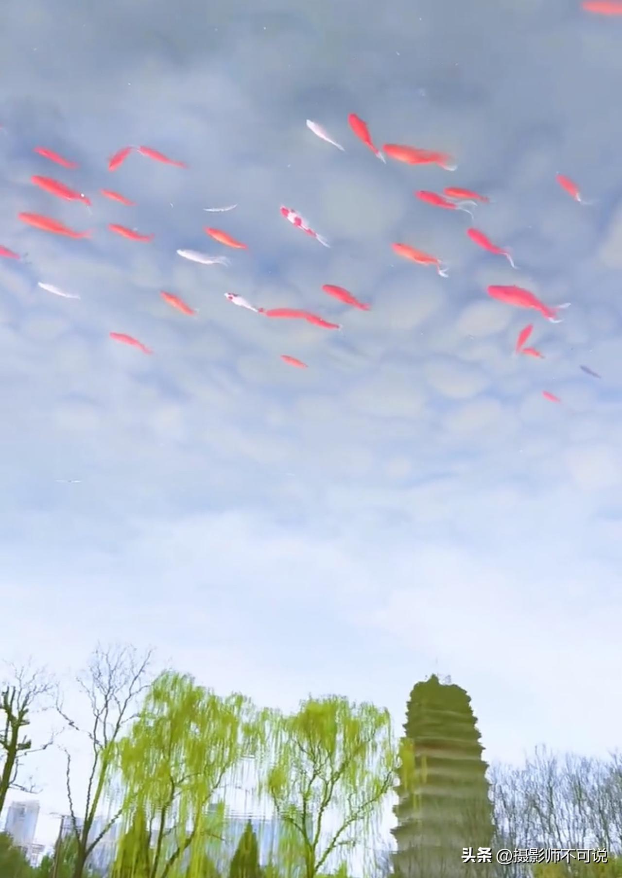 好多人都傻傻分不清楚这是梦境还是真实，谁第一次看见这样的场景不迷糊？这是某网友拍