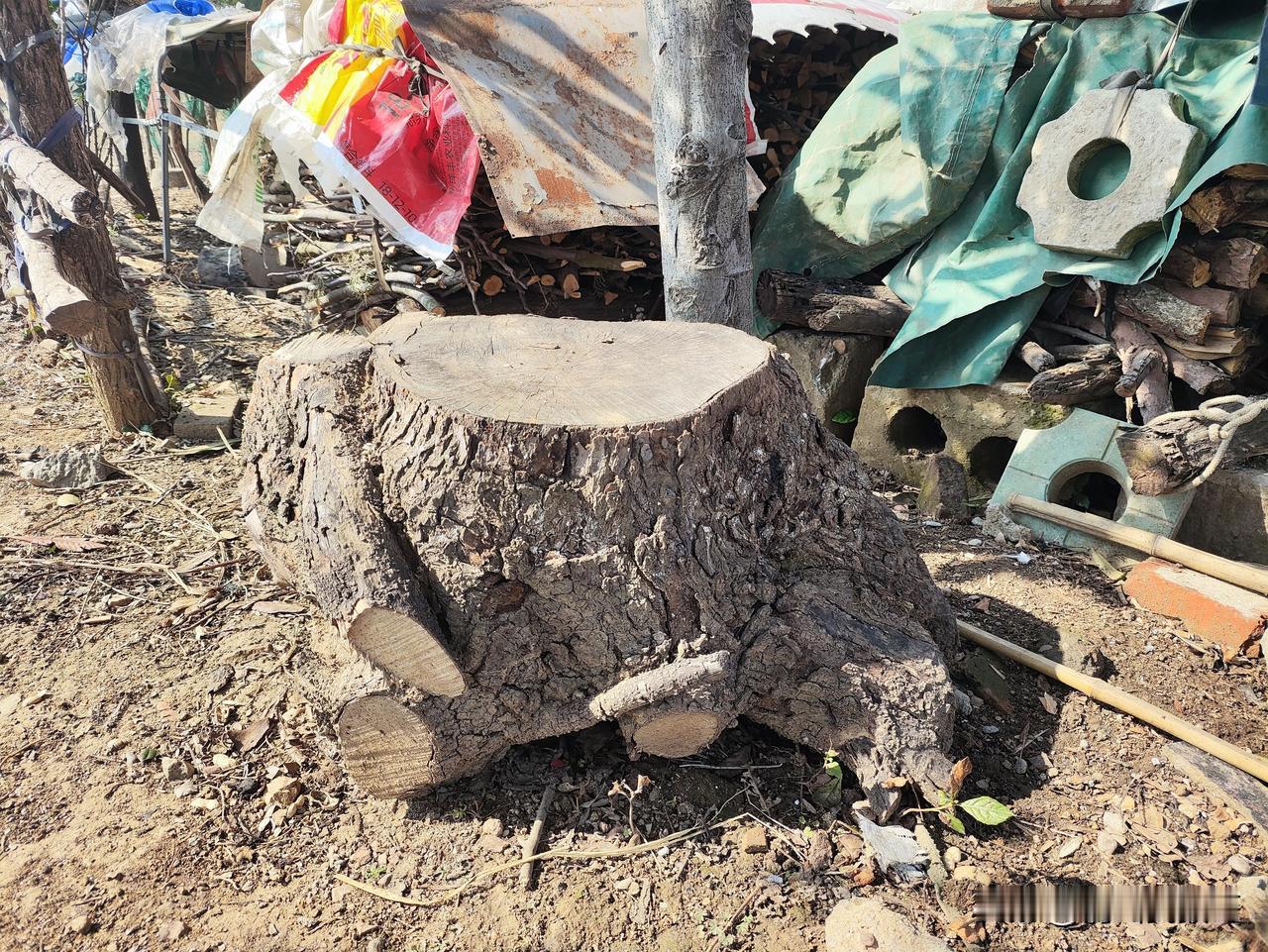 今天去亲戚家拜年，在乡下看到这个大概60㎝的香樟树树墩子，感觉可以做个小茶盘，想