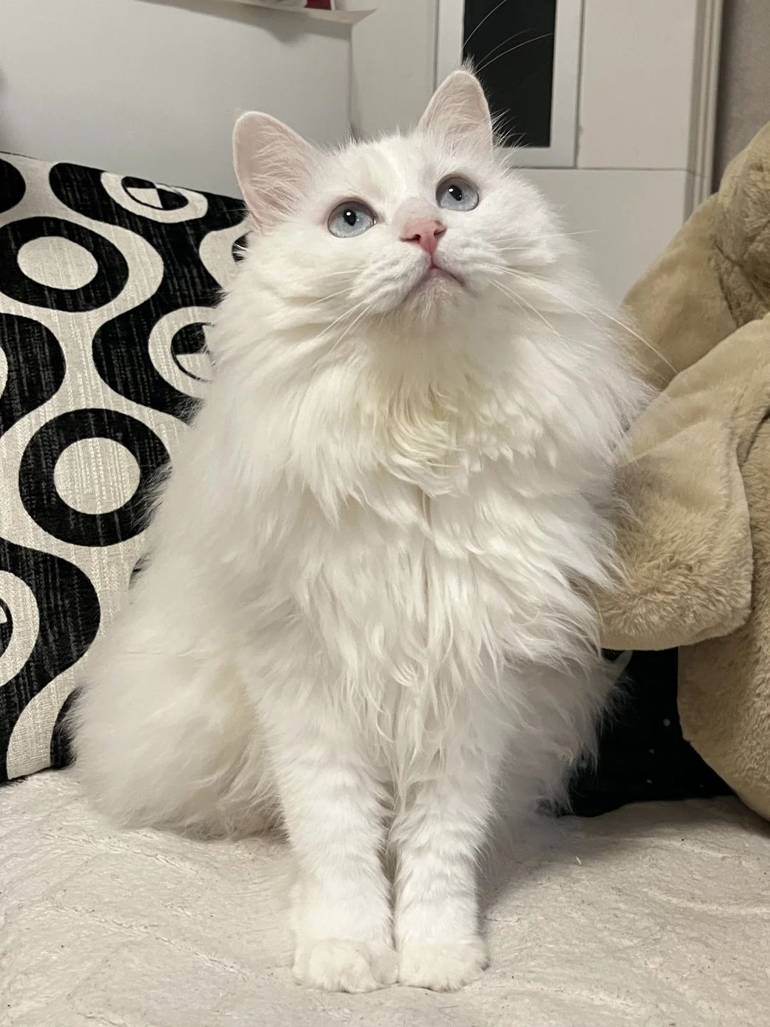 今日份狮子猫颜值给打几分