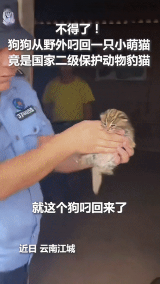 “狗狗火到人民日报了！”云南江城，一村民家中小狗从山中叼回一只虚弱的“小猫”，狗