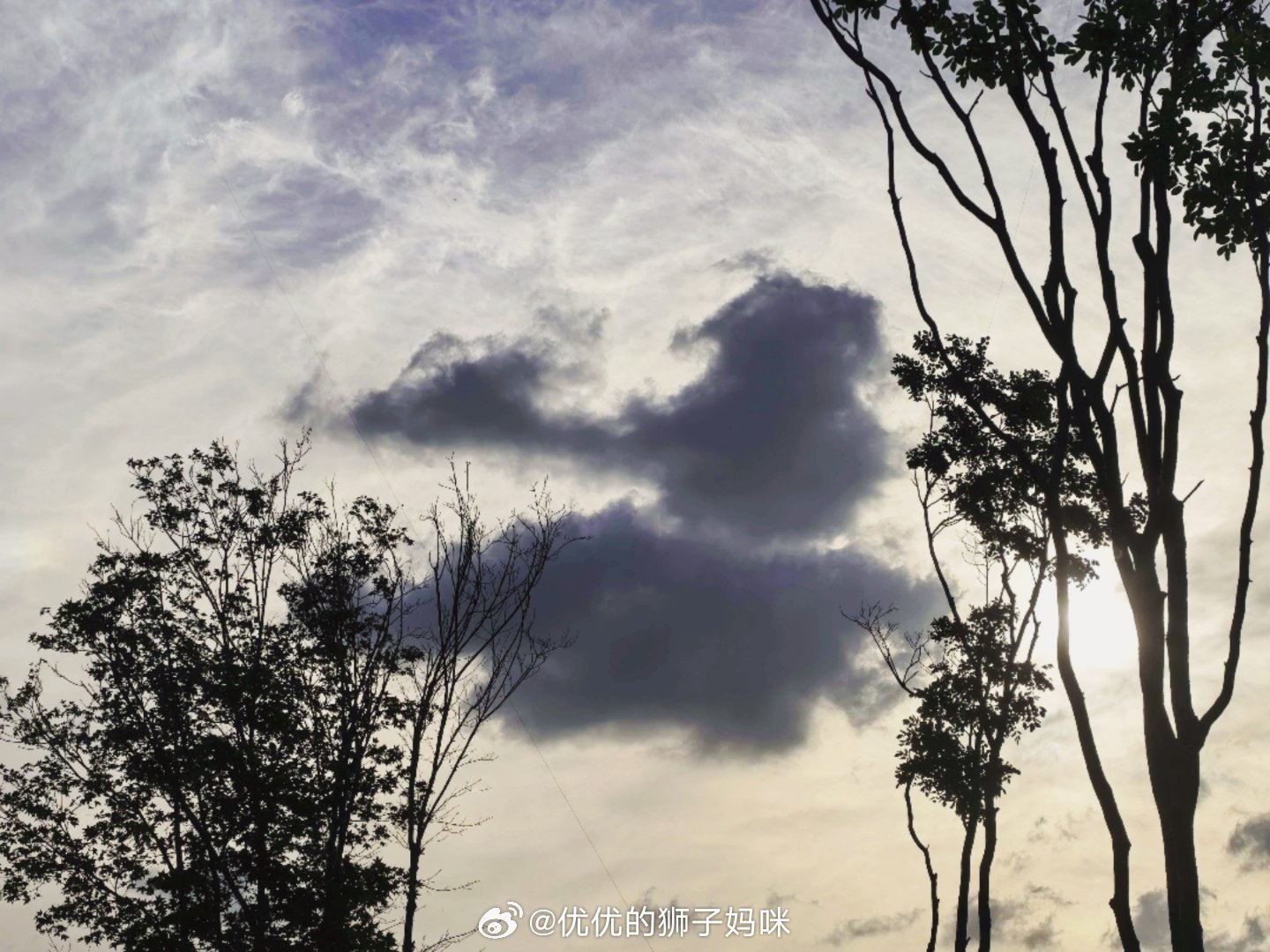 优优的狮子妈咪今天去公园走圈，发现户外活动的人越来越多了，放风筝🪁的人也多了 