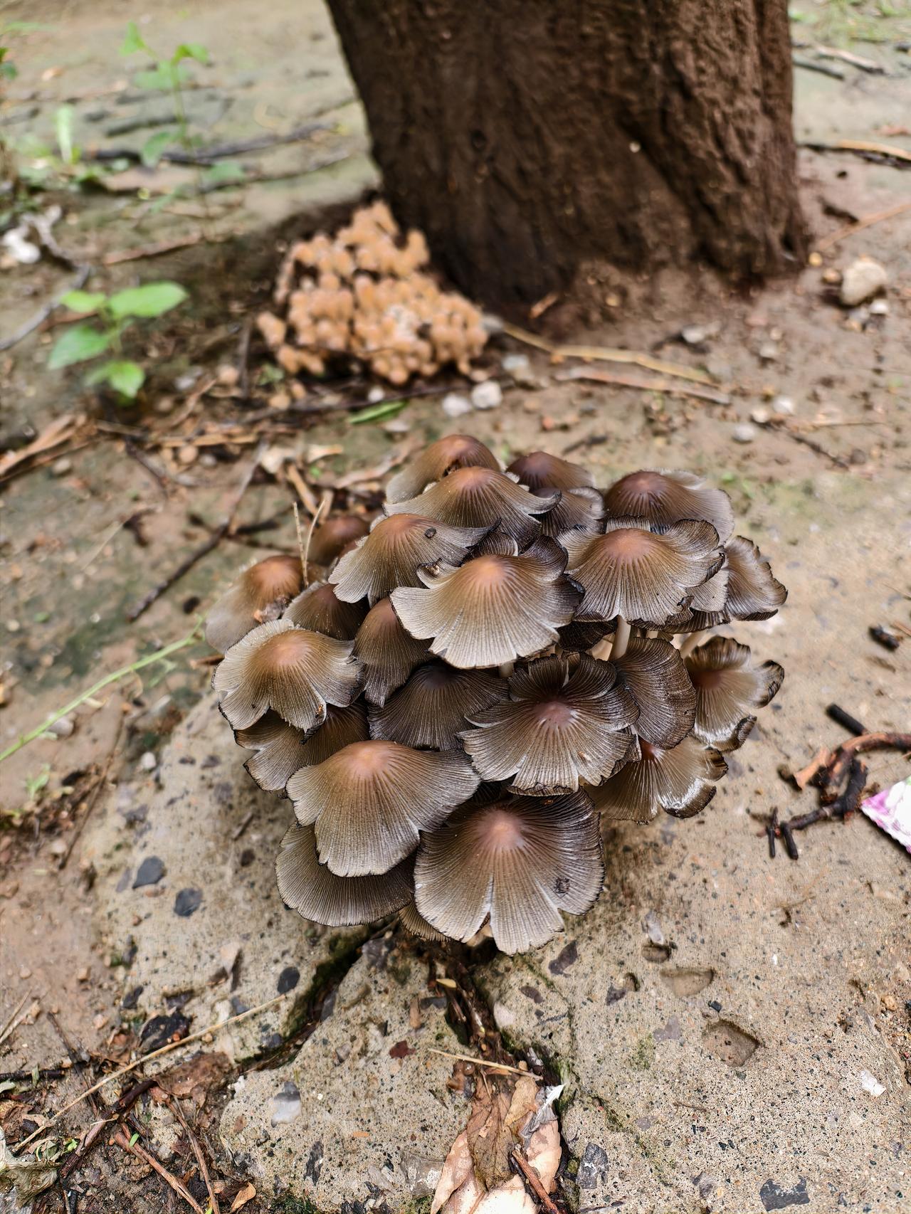近期阴雨不断，空气湿度较大，地面泥土潮湿。您看居民小区小花园湿露露的土地上长出来