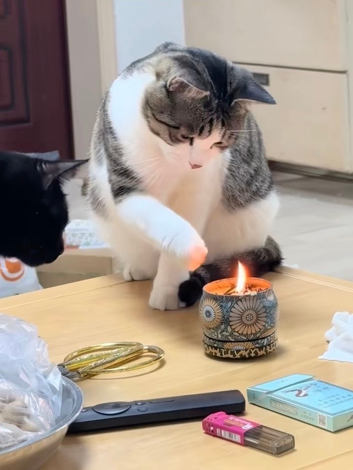 你说它喵的聪明吧，看外表的确如此；说它喵的不聪明吧，它把自己的爪子烧焦了都浑然不