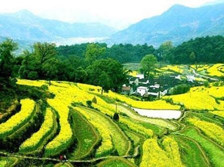 【这里是江西】婺源最美的季节是油菜花开放的时候。余邵诗云：“油菜花开满地黄，丛间