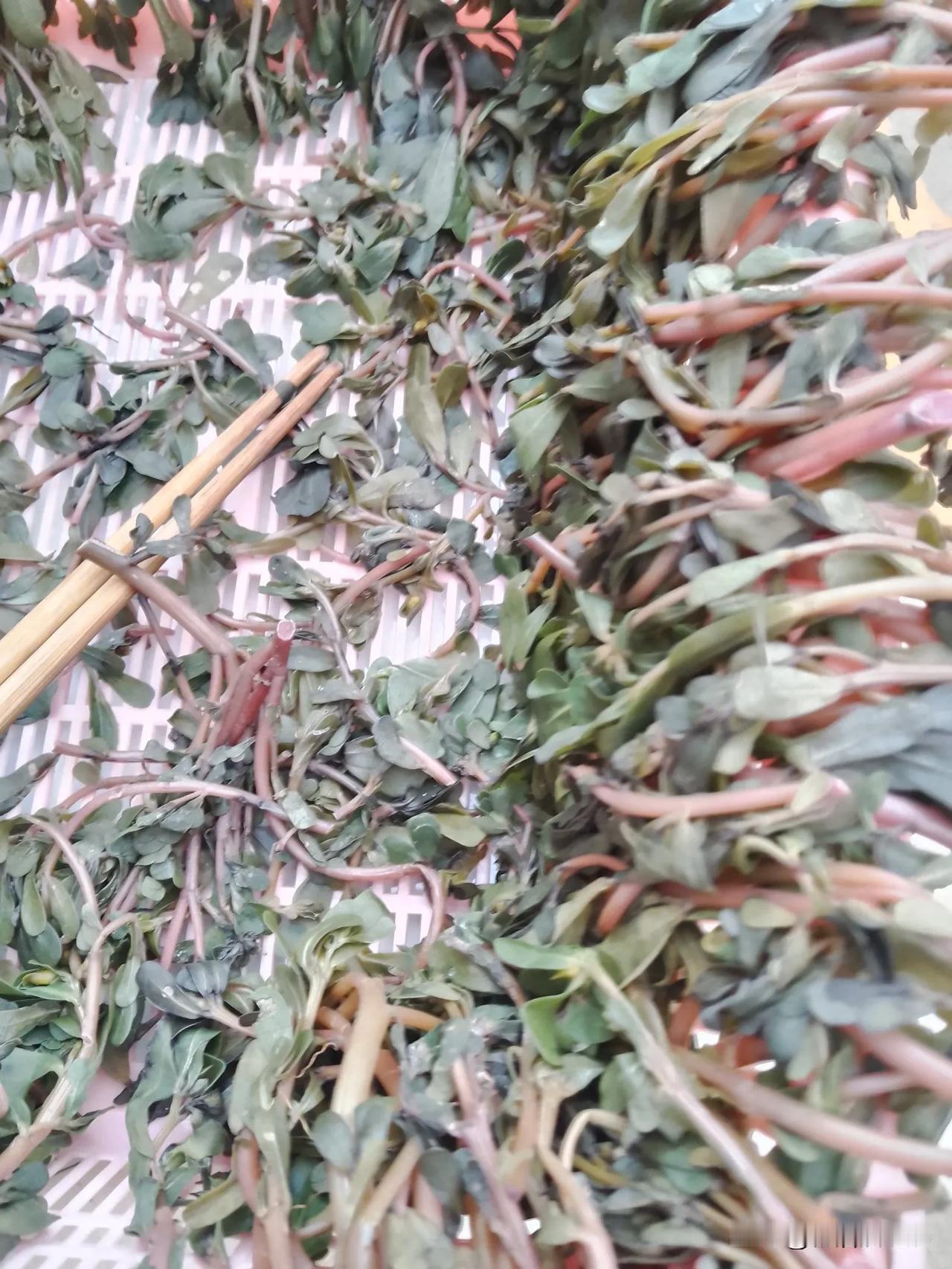 小时候让我头痛的事就是夏天揉马齿苋。因为我有个舅舅在明光上班，他特别喜欢吃干马齿