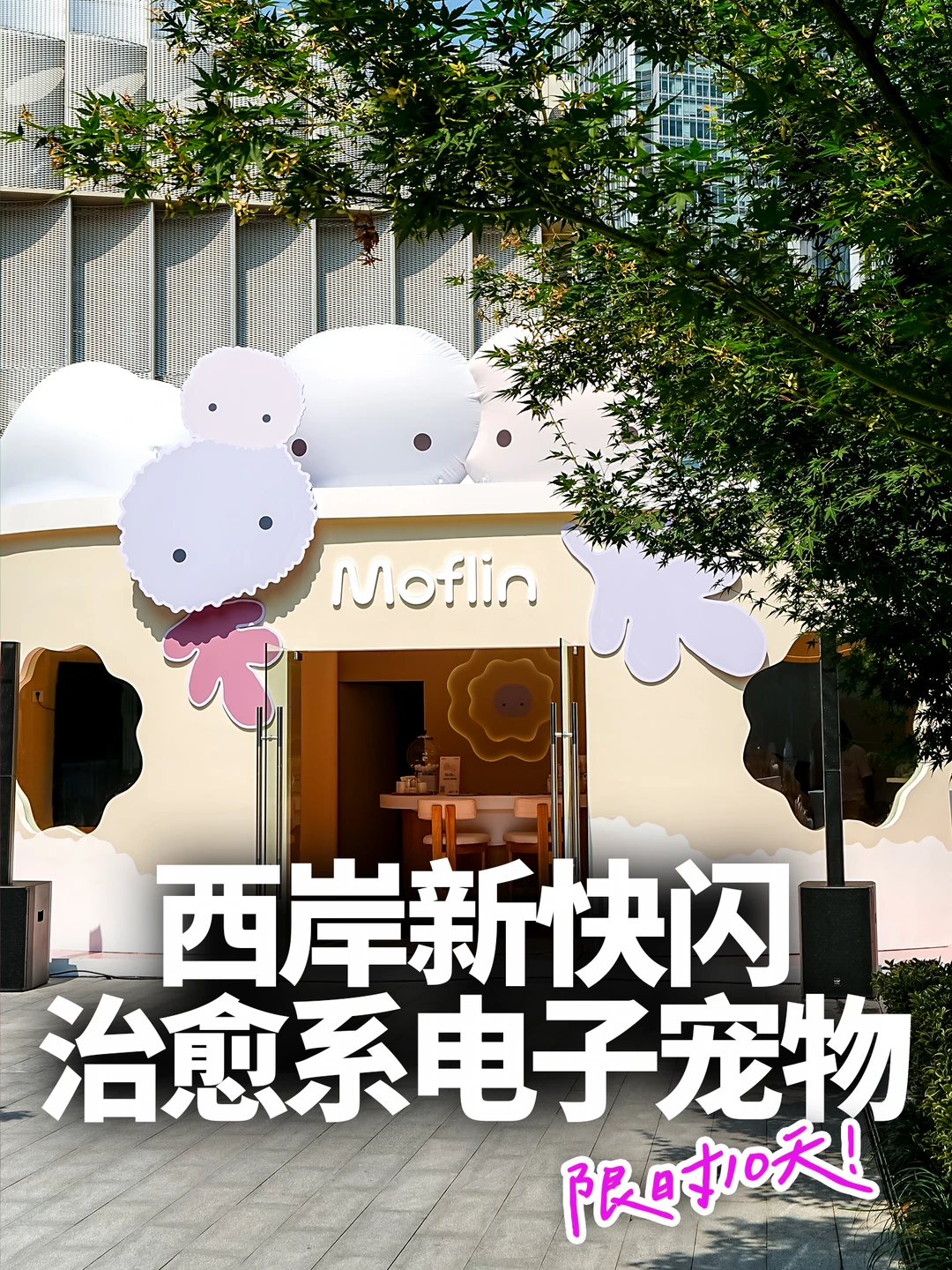 限时10天！在西岸认养一只软fufu的小毛球