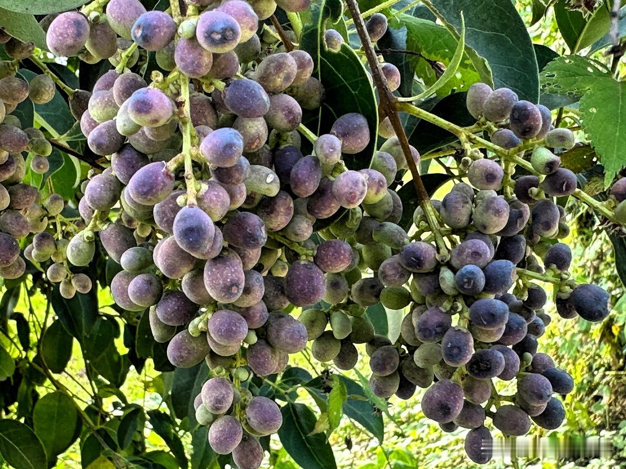 像不像缩小板的葡萄🍇—女贞树的果实女贞子（一种中药）