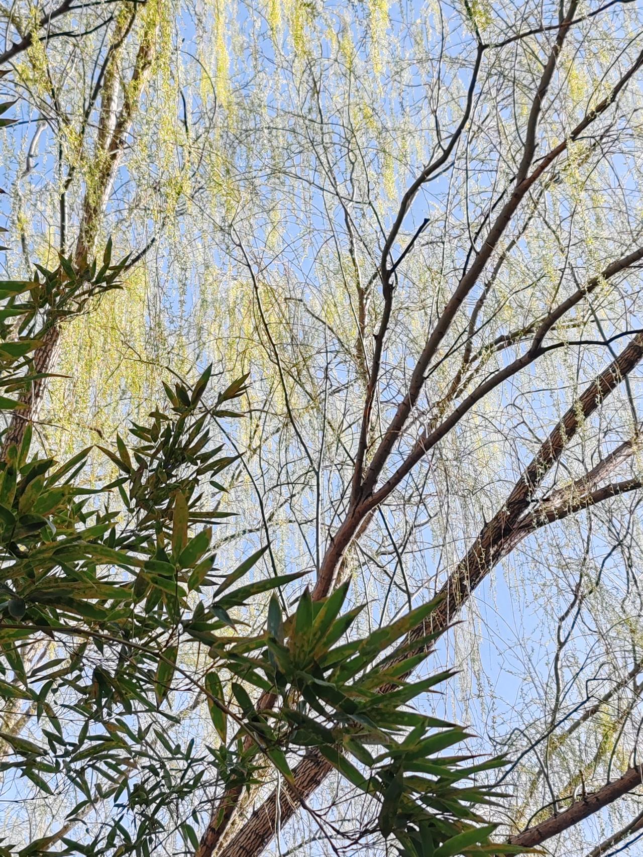 春日生活打卡季春天在哪里？春天在我的镜头里。