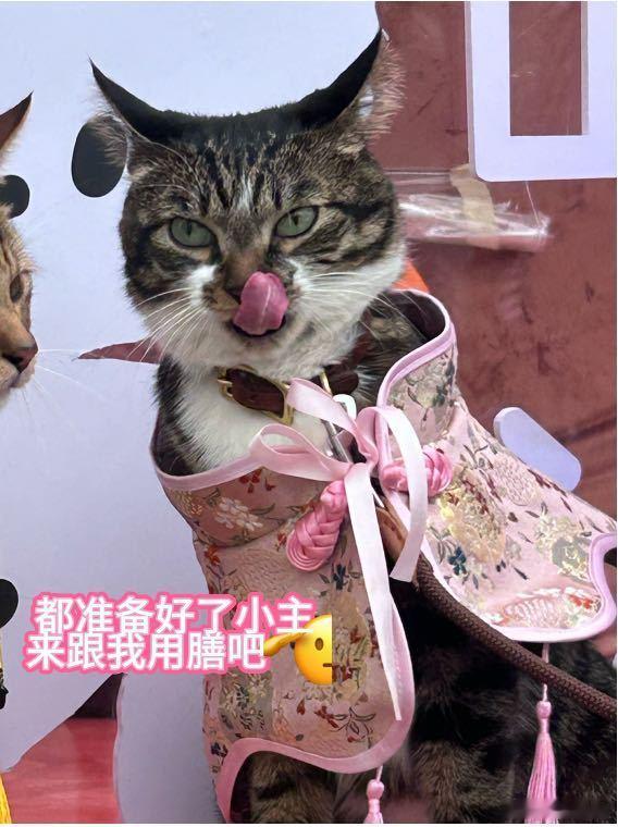 真小鸟全身都在拒绝封妃咱们可爱的小鸟真的是拒绝了，的确没有想到这次的活动做的这么