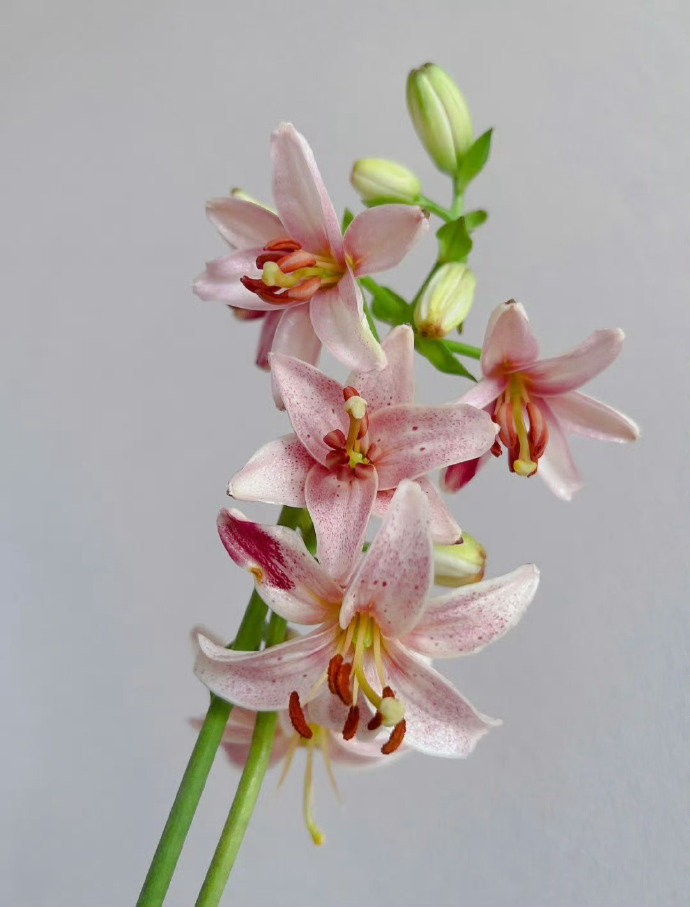 “  一束百合，一世芬芳 ...  ” 