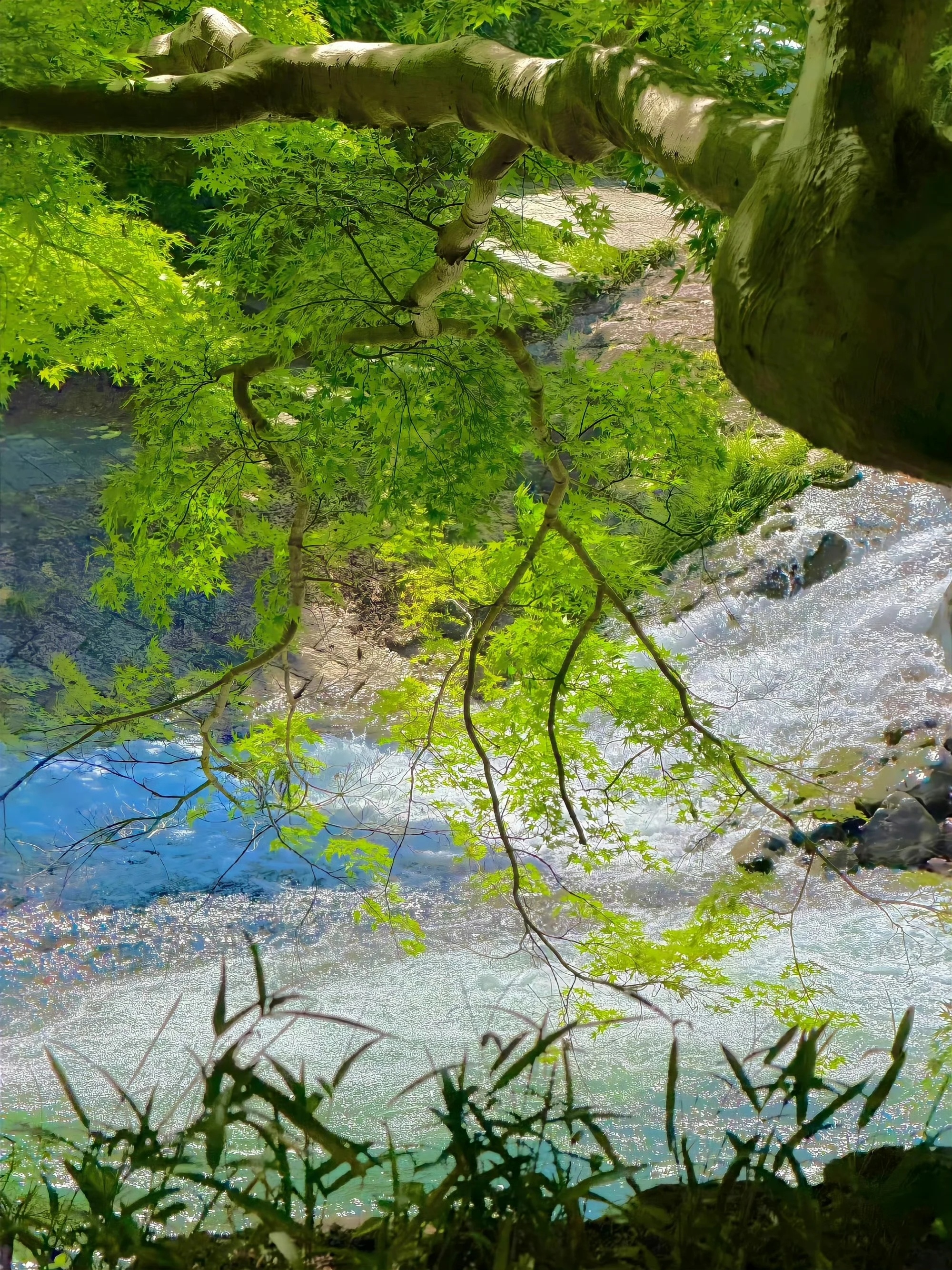 夏天是一场色彩斑斓的梦背景图丨绿色丨治愈丨无水印 