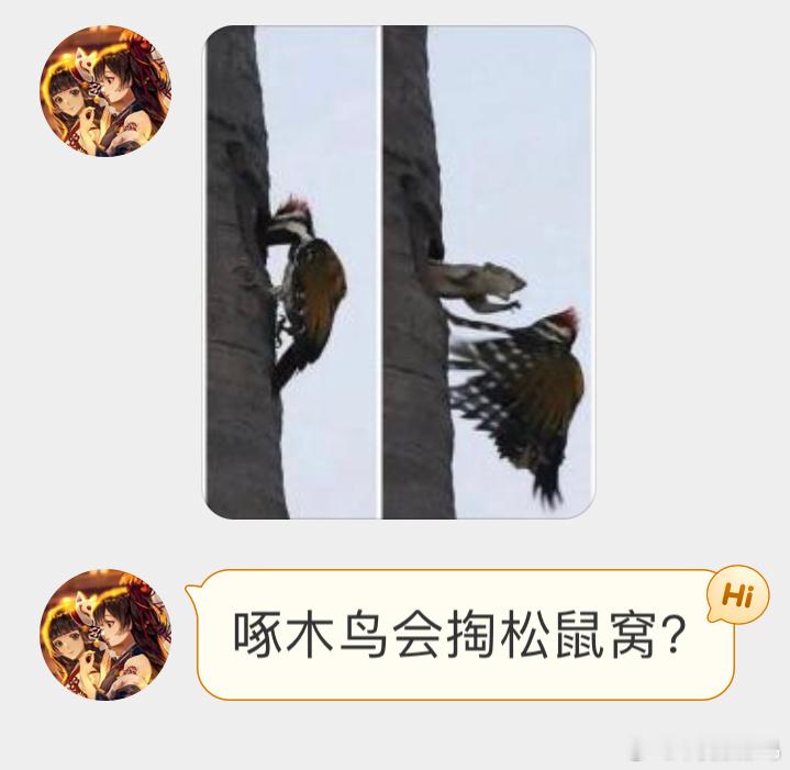 啄木鸟：有没有一种可能，那个树洞是我凿的，是松鼠抢了我的窝？？？ ​​​