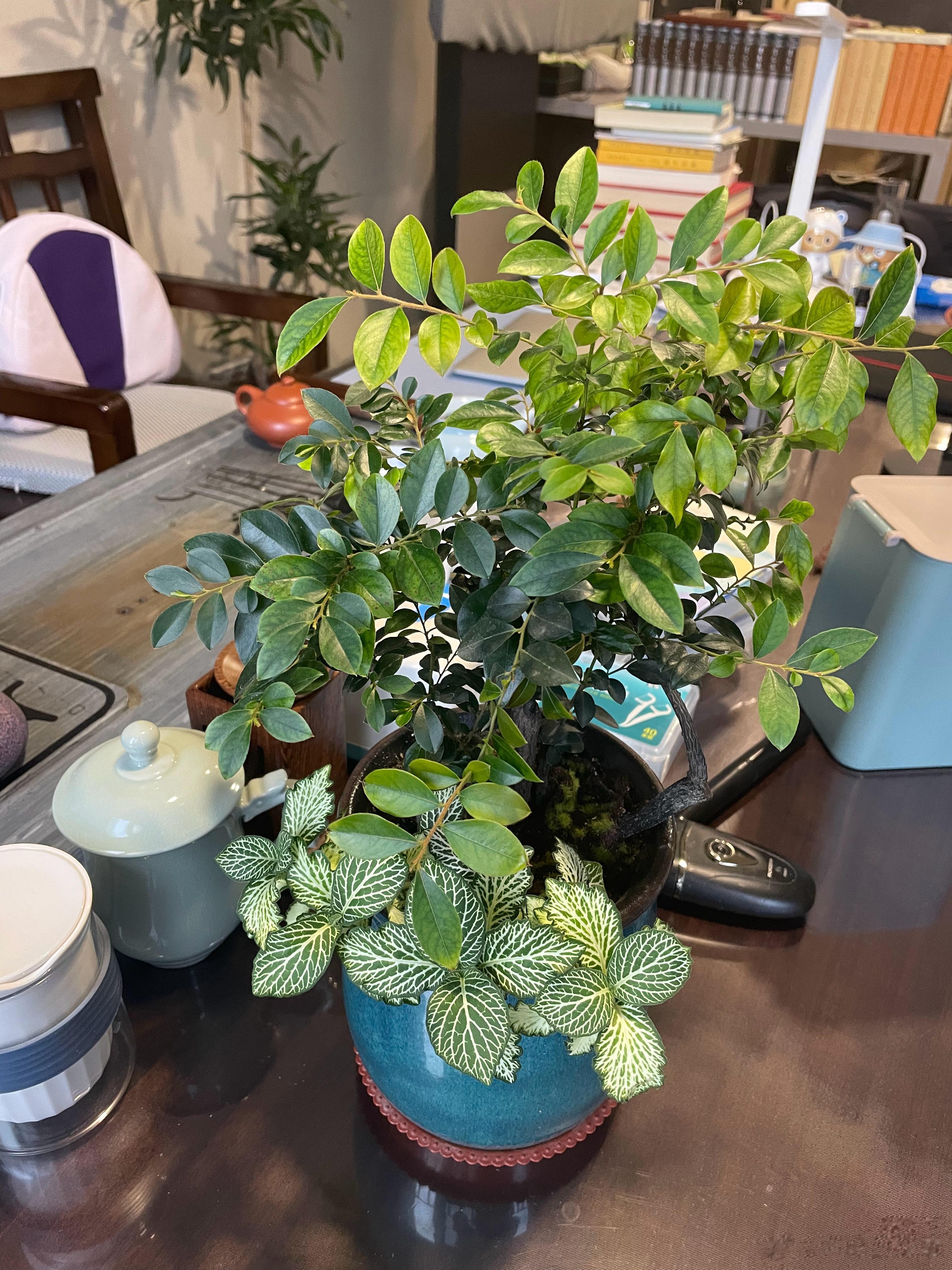 两年前，买了这盆小叶紫檀图2是刚来的模样亭亭玉立下面两株配草，一白一红装饰好长时