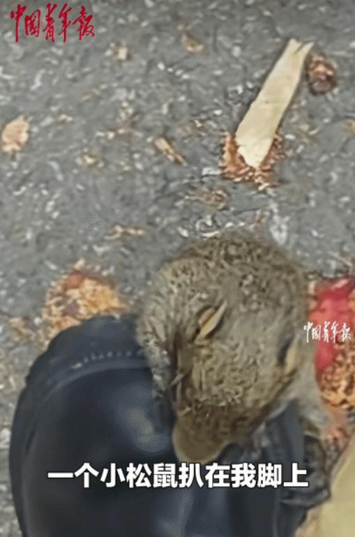 “哎呀，笑死我了！四川攀枝花的姑娘去考试，半路被一只小松鼠黏住脚，怎么甩都甩不掉