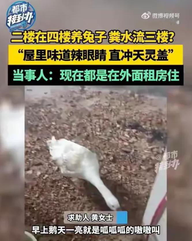 河南许昌，女子黄某家天花板滴着粪水、臭气熏天，找楼上邻居沟通多次无果。更离谱的是