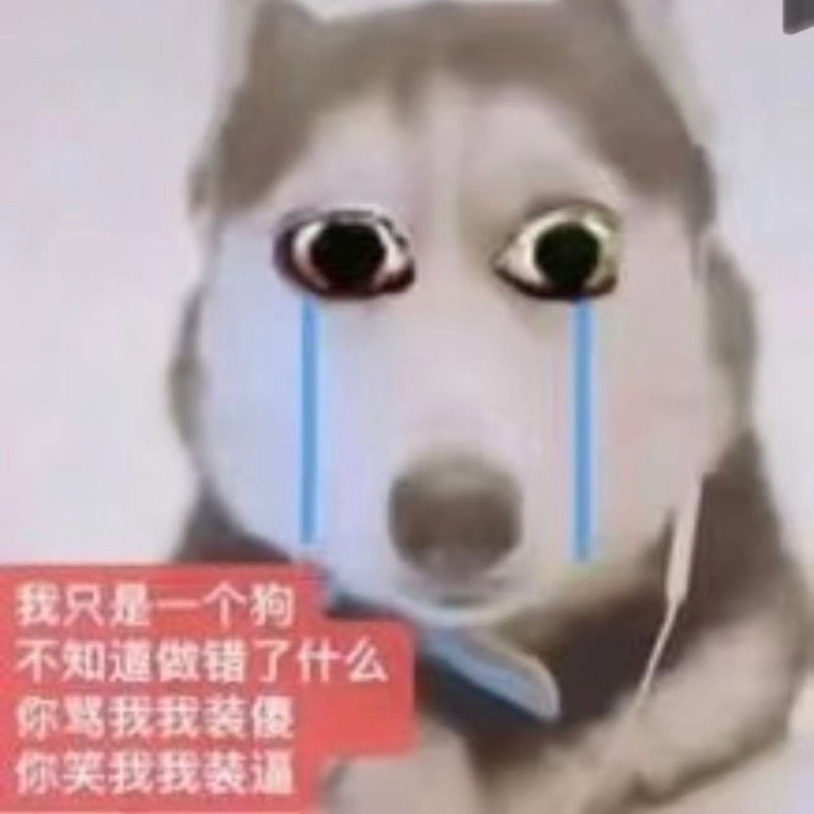 分享图片 
