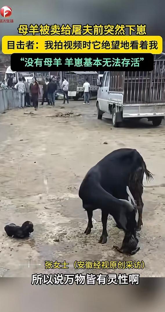 万物皆有灵！

近日，贵州毕节的张女士，打算把自己家的母羊卖掉赚点钱，于是便把母