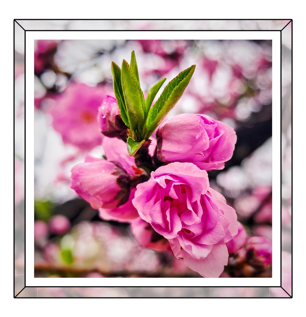 看看你拍的玉兰花4月桃花